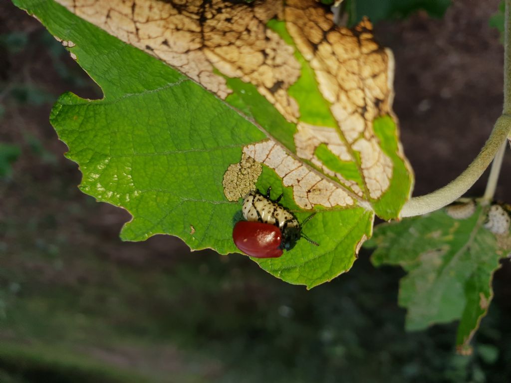 Strano comportamento di un Chrysomelidae. 